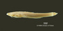 Xyliphius magdalenae FMNH 56039 holo lat